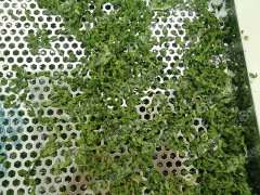 海苔烘干現場